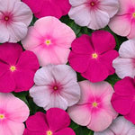 Vinca Titan™ Series (15 varieties)