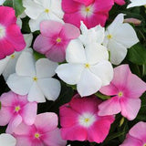 Vinca Titan™ Series (15 varieties)