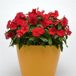 Vinca Titan™ Series (15 varieties)