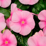 Vinca Titan™ Series (15 varieties)