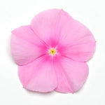 Vinca Titan™ Series (15 varieties)