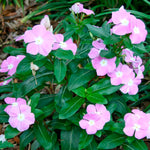 Vinca Titan™ Series (15 varieties)