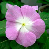 Vinca Titan™ Series (15 varieties)