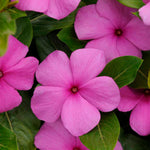 Vinca Titan™ Series (15 varieties)