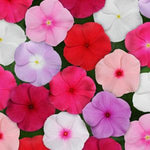 Vinca Titan™ Series (15 varieties)