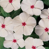 Vinca Titan™ Series (15 varieties)