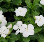 Vinca Titan™ Series (15 varieties)