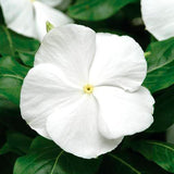 Vinca Titan™ Series (15 varieties)