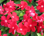 Vinca Titan™ Series (15 varieties)