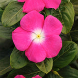 Vinca Titan™ Series (15 varieties)