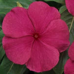 Vinca Titan™ Series (15 varieties)