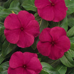 Vinca Titan™ Series (15 varieties)