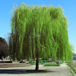 Salix Weeping Willow Tree