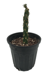 Cactus Asst. Austrocylindropuntia subulata