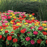 Zinnia Magellan Mix