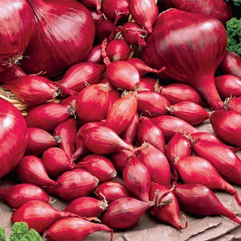 Red Colorado Onion Sets (2nd Year Seeds)/lb.