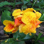Canna Bulb Yellow King Humbert 4 foot