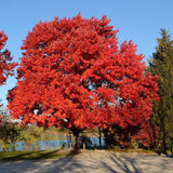 Acer Red Maple 'October Glory®'