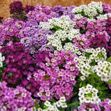 Alyssum Easter Bonnet Mix