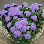 Ageratum Aloha Series