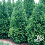 Thuja 'Green Giant' Arborvitae