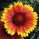 Gaillardia aristata Arizona Sun (Blanket Flower)