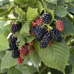 Rubus 'Apache' Blackberry PP11865