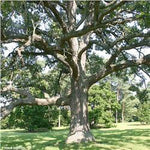 Quercus 'Bur Oak' Tree
