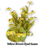 GF FM300 Medium Yellow Brown Black-Eye Susan
