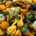 JF Mini Ornamental Gourds