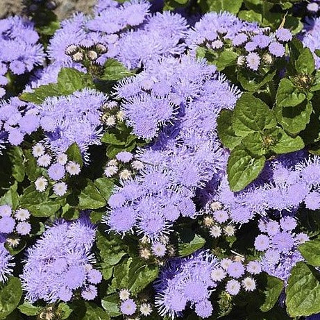 Ageratum Aloha Series