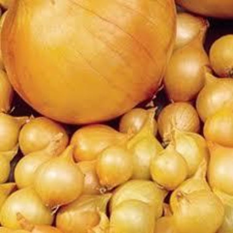 Yellow Colorado Onion Sets (2nd Year Seeds)/lb