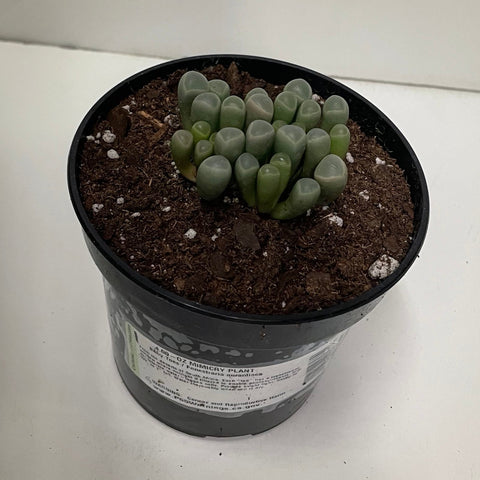 Cactus Mimicry Plant Fenestraria aurantiaca 'Baby Toes'