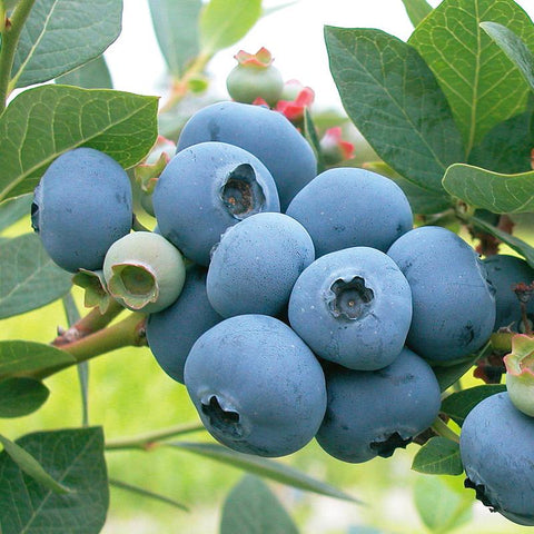 Vaccinium corymbosum 'Sweetheart' Blueberry Bush