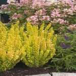 Berberis Golden Rocket Barberry PP18626