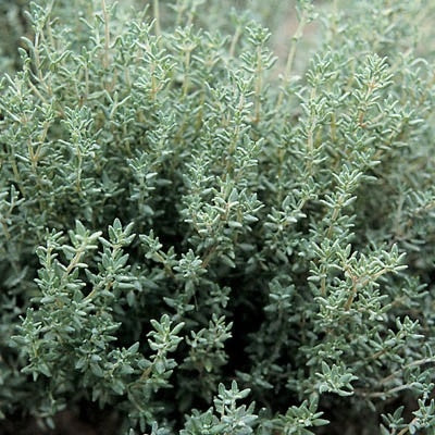 Thyme 'Winter'
