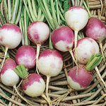 PBN Turnip 'Purple Top White Globe '