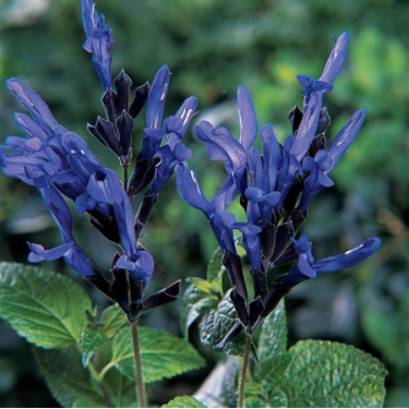Salvia guaranitica 'Black & Blue' Garden Sage