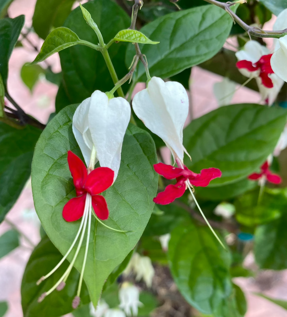 potted bleeding heart plant Bleeding Heart 10 inch potted / Trellis