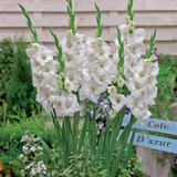 Gladiolus Glamini Blondie®