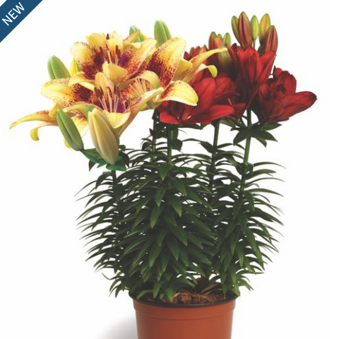 Lilium Asiatic Pot Lily Looks™ Bloom Fusion Series 'Tanager'