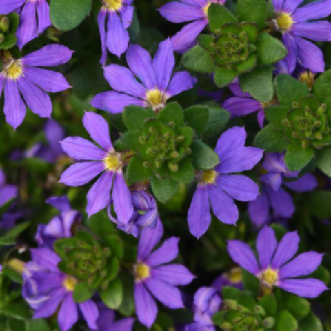 Scaevola Surdiva 'Blue Brilliance'