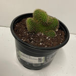 Cactus Crest Bolivicereus