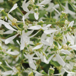 Euphorbia Breathless White