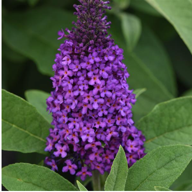 Buddleia Chrysalis Purple