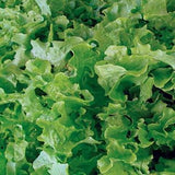 PBN Lettuce 'Salad Bowl' Green