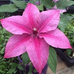 Clematis Rosalie™