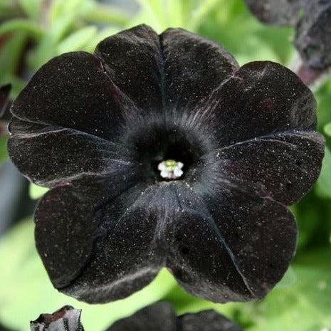 Petunia 'Black Magic™'