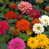 Zinnia Magellan Mix