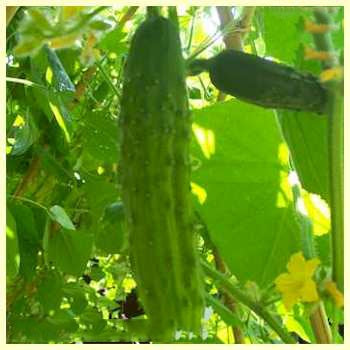 PBN Cucumber Long Green